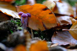 Image of Laccaria amethystina Cooke 1884