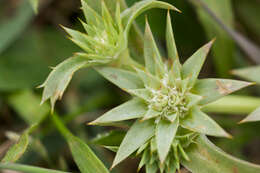 Image de Eryngium armatum (S. Wats.) Coult. & Rose