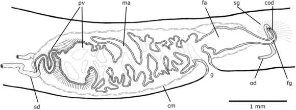 Notogynaphallia resmi