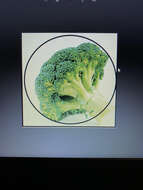 Image of sprouting broccoli