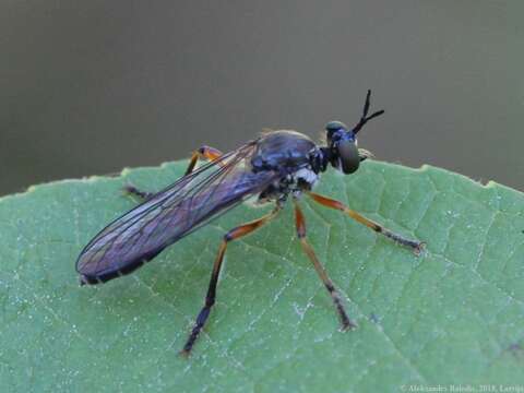 Image of Dioctria hyalipennis (Fabricius 1794)