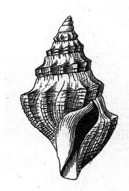 Plancia ëd Pleurotomella ipara (Dall 1881)