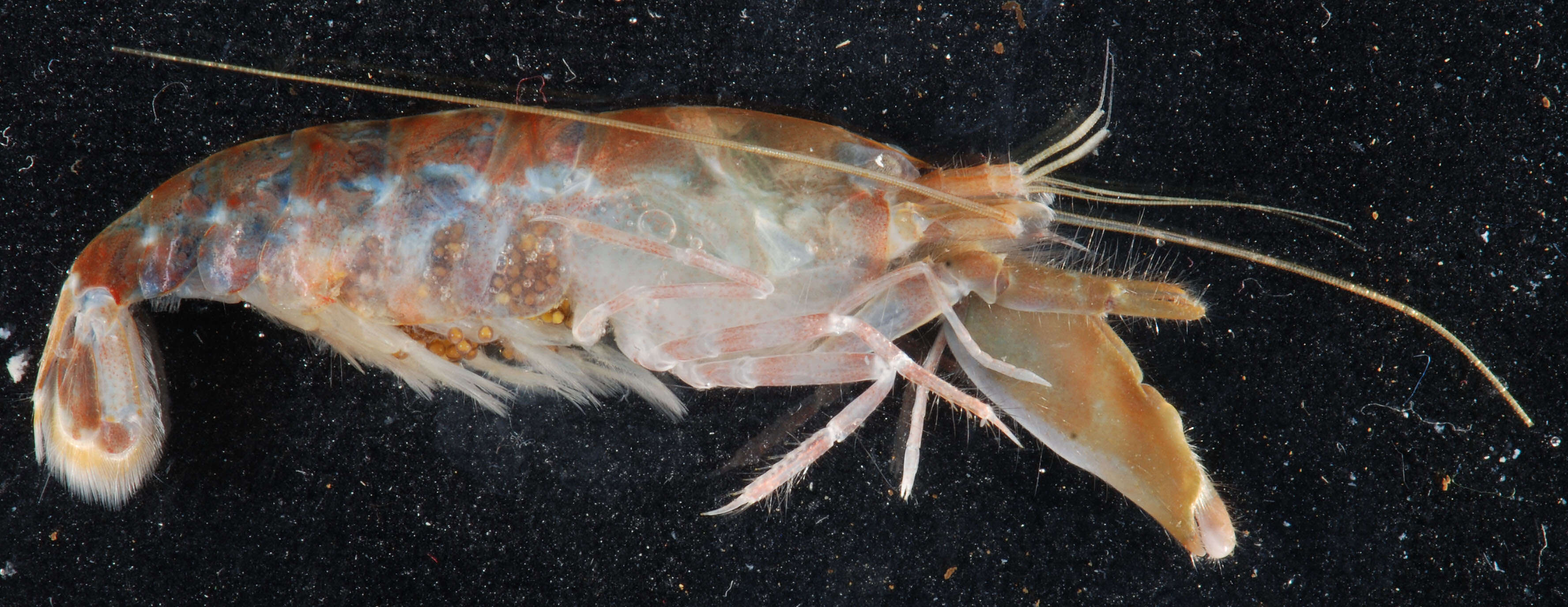 Image of bigclaw snapping shrimp