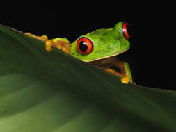 Image of Agalychnis taylori