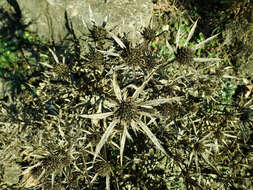 Image of amethyst eryngo