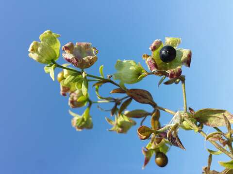 Image of Silene baccifera (L.) Roth