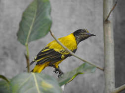 Image of Black-hooded Oriole