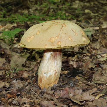 Image of Iodine bolete