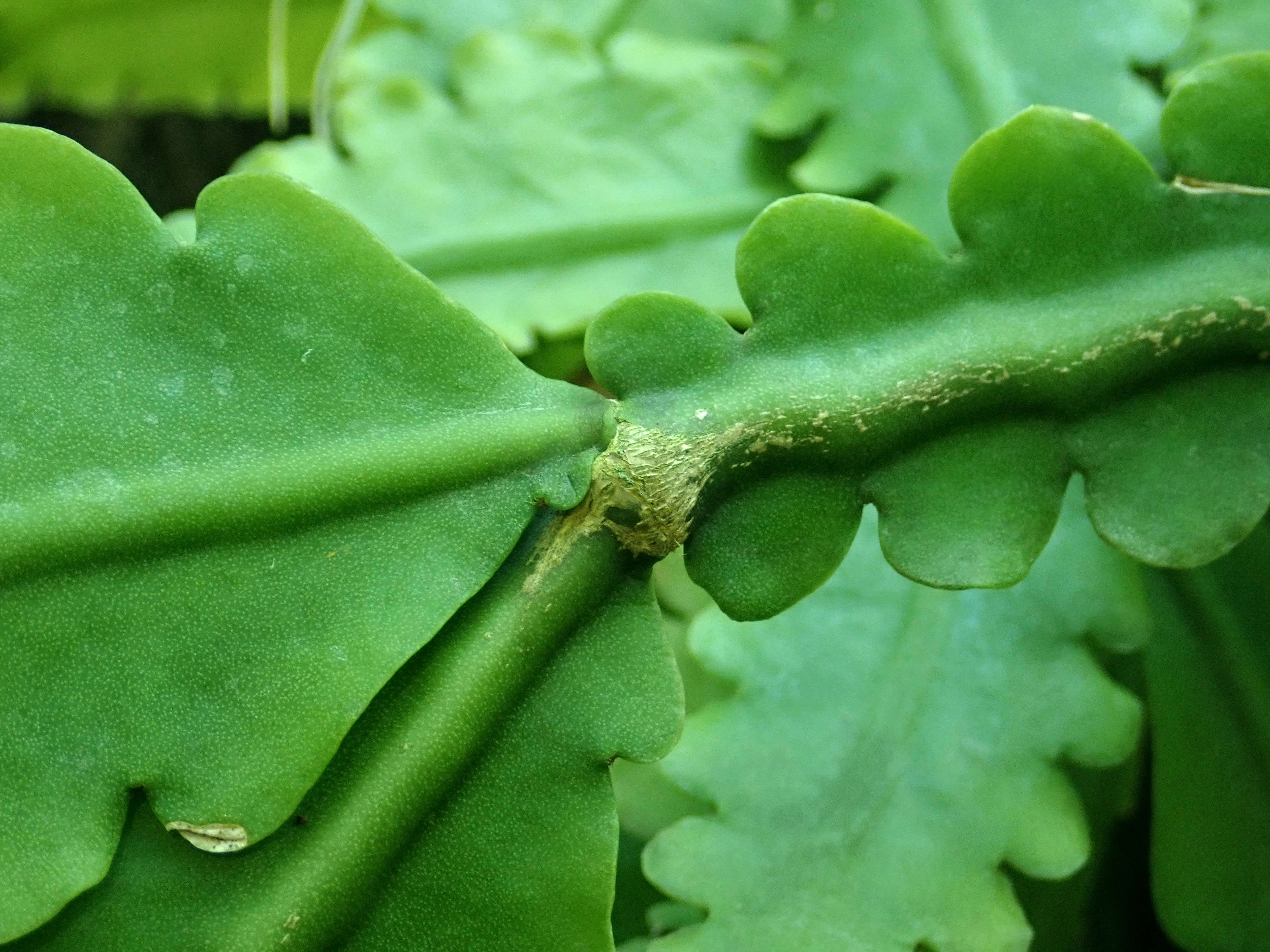 Image of Rhipsalis crispata Pfeiff.