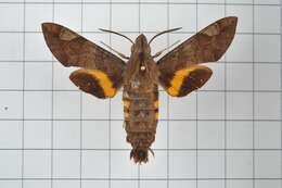 Image of Macroglossum saga Butler 1878