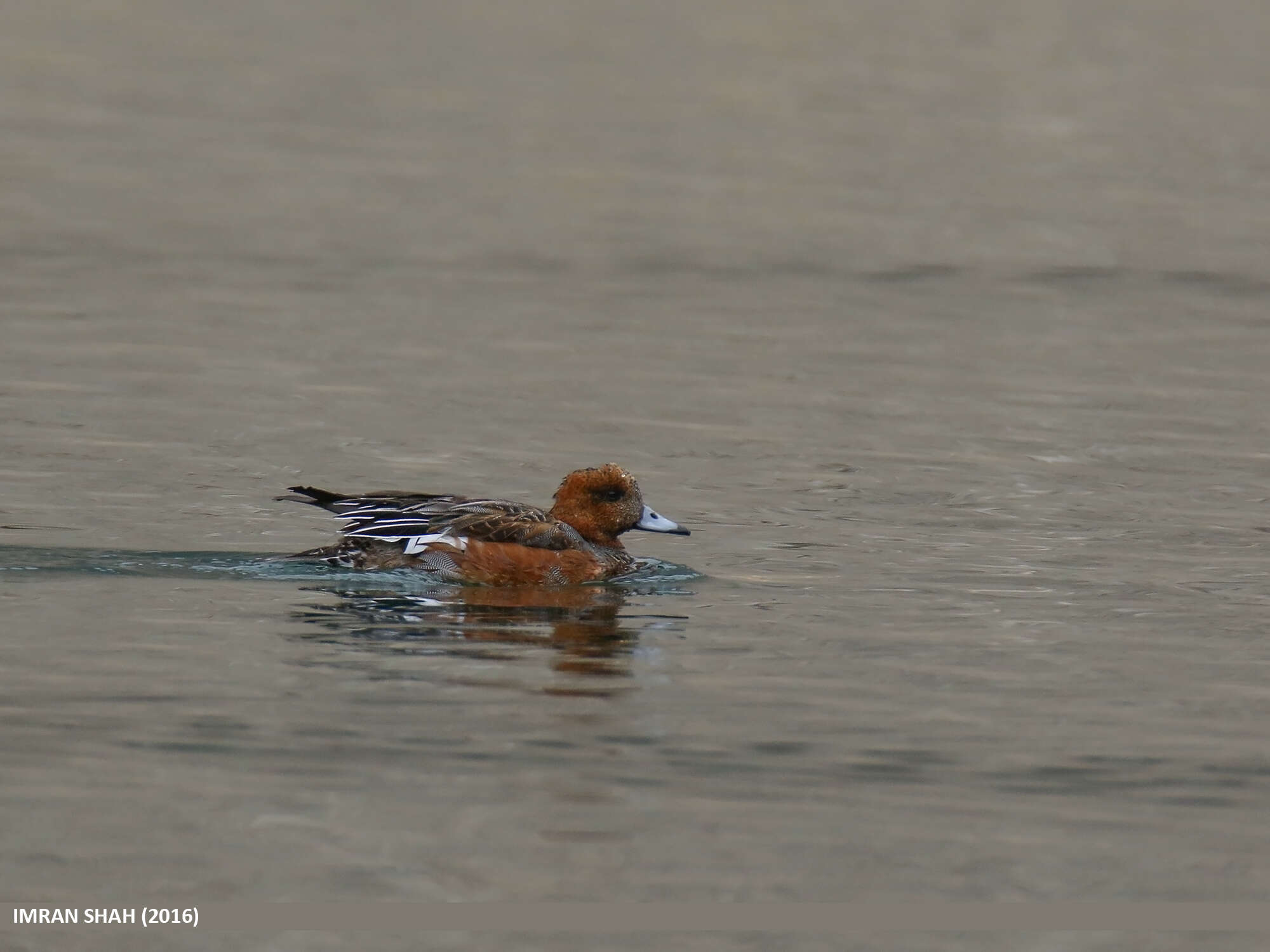 Image of Eurasian Wigeon