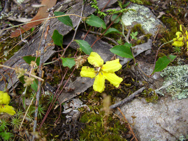 Image of Goodenia hederacea Sm.