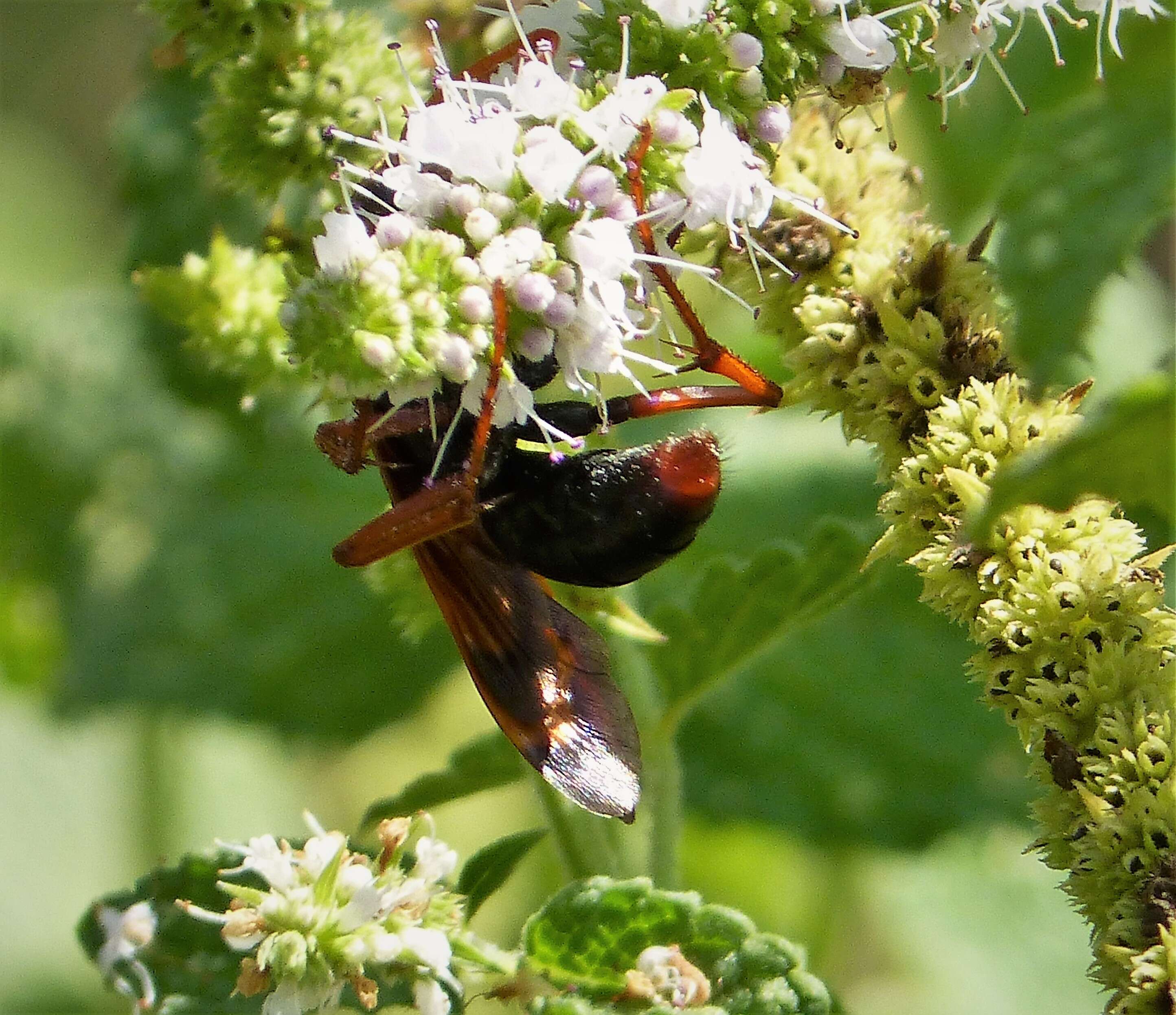 صورة Cryptocheilus discolor (Fabricius 1793)