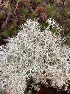 Image of Reindeer lichen