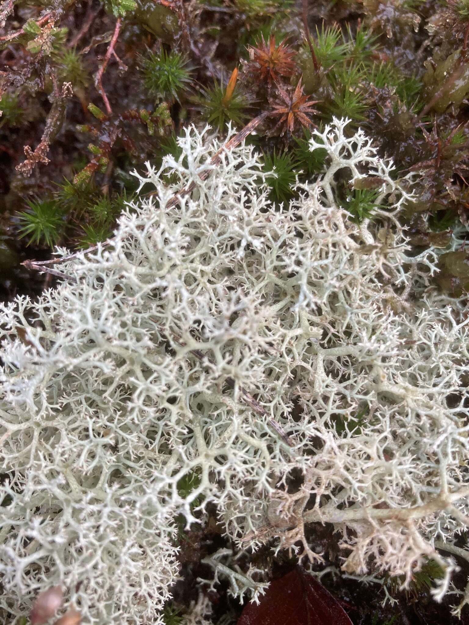 Image of Reindeer lichen