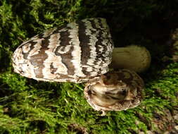 Imagem de Coprinopsis picacea (Bull.) Redhead, Vilgalys & Moncalvo 2001