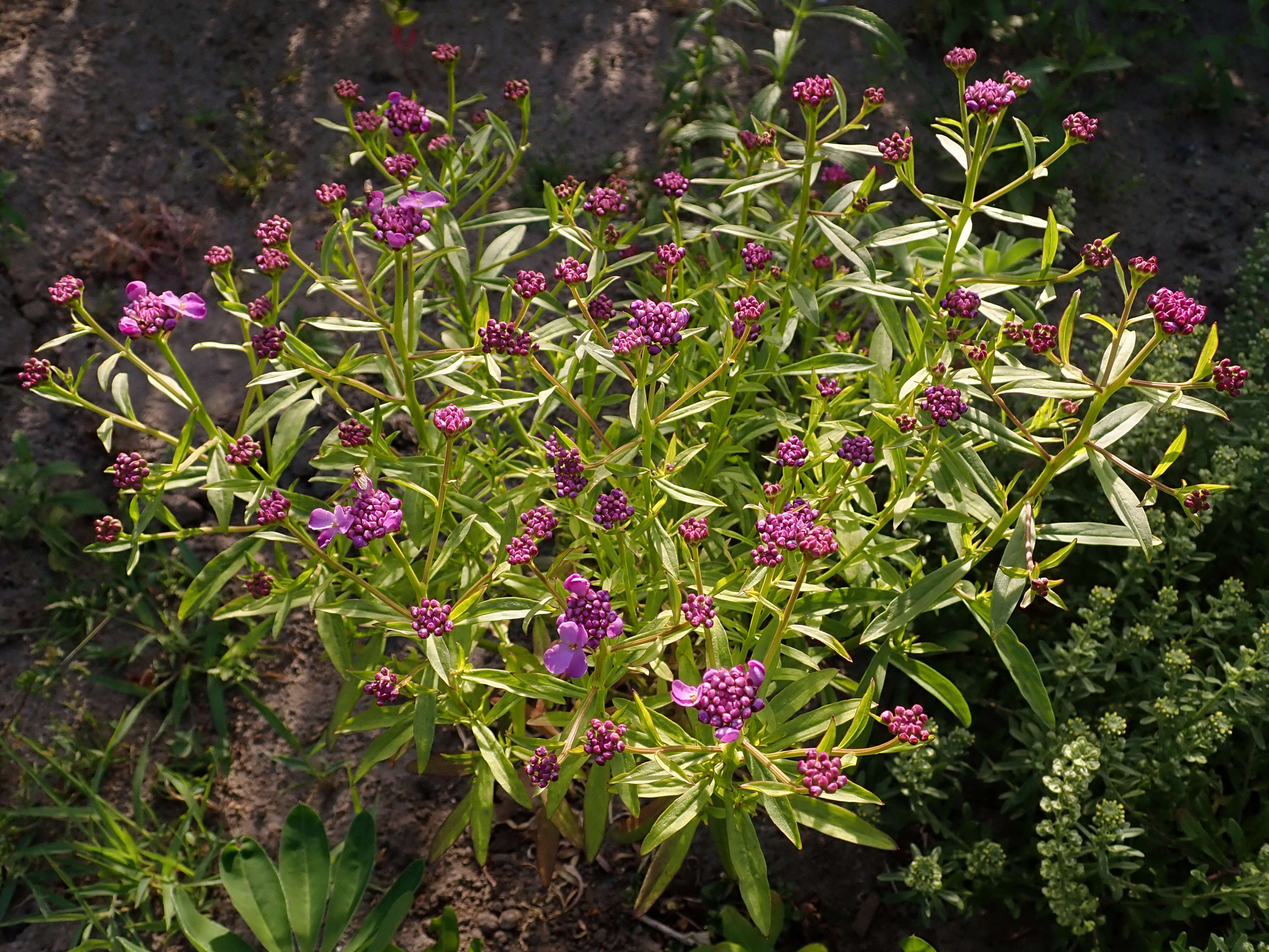 Plancia ëd Iberis umbellata L.