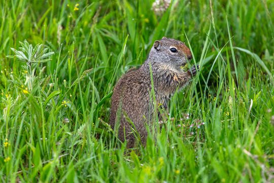 Image of Uinta ground squirrel