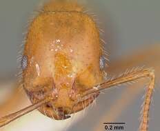 Image of Fire ant