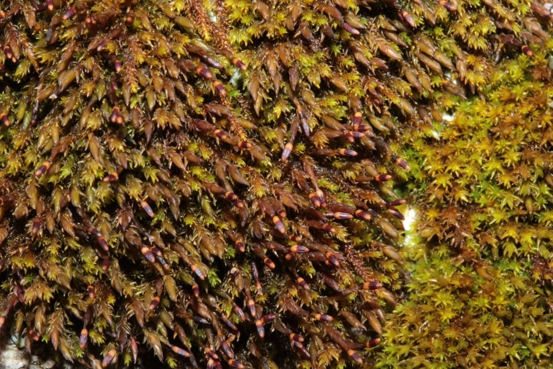 Image of andreaea moss