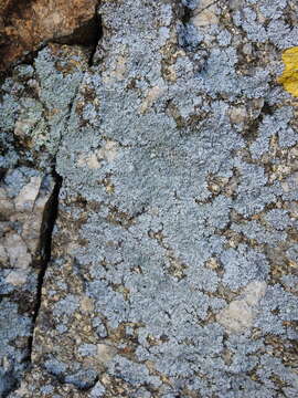 Image of Blue-gray rosette lichen