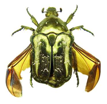 Image of Protaetia lugubris