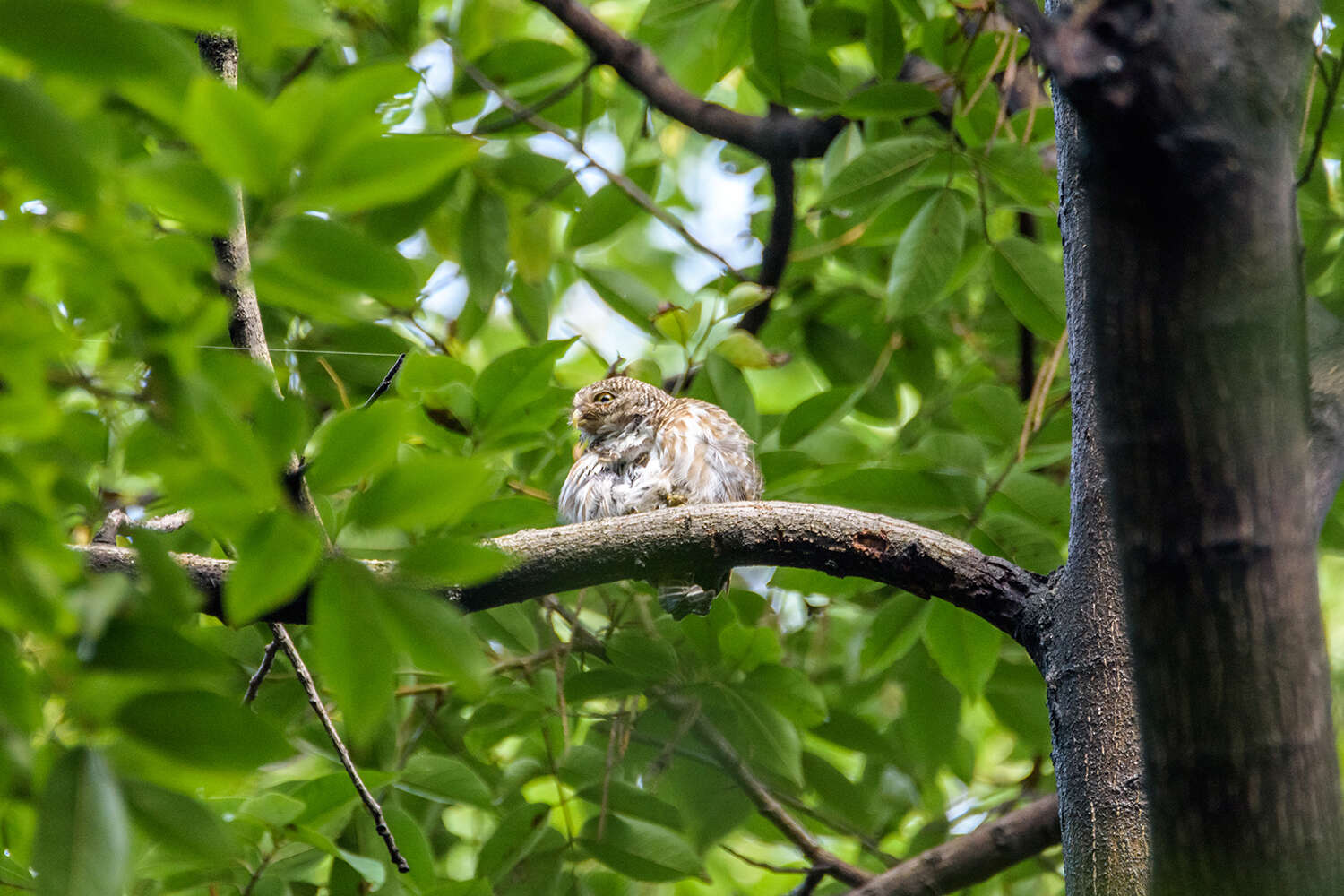 Image of Asian Barred Owlet