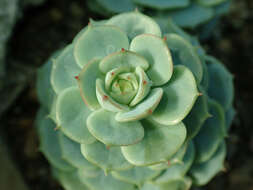 Image of Echeveria derenbergii J. A. Purpus