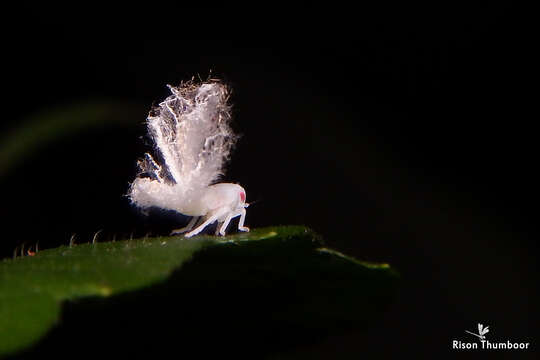 Image of Green Coneheaded Planthopper