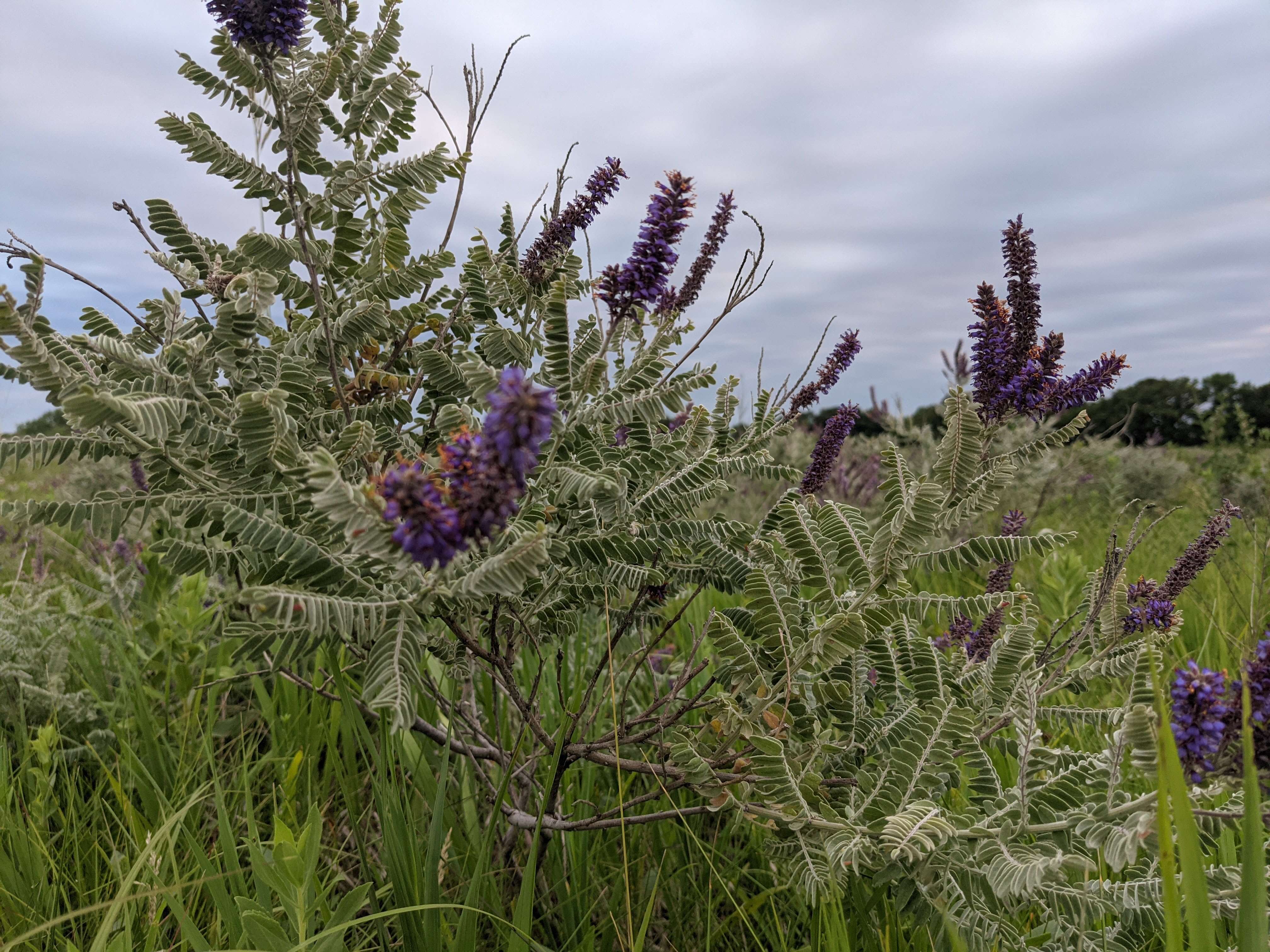 Image of leadplant