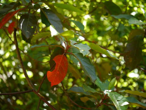 Image of Elaeocarpus serratus L.