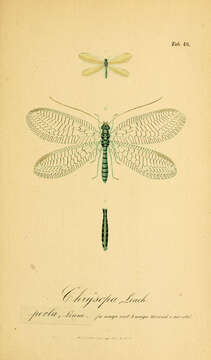 Image of Green lacewing