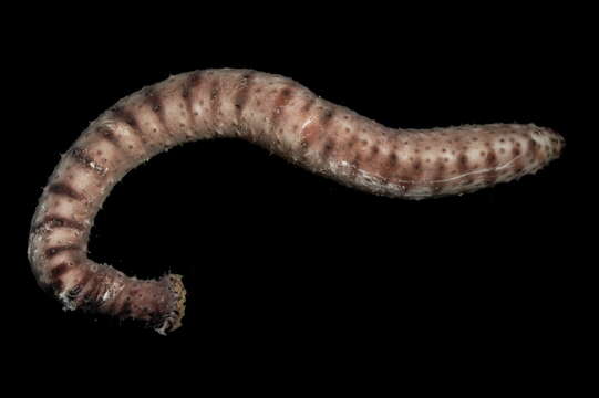 Image of Bottleneck Sea Cucumber