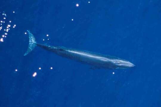 Image of Balaenoptera ricei