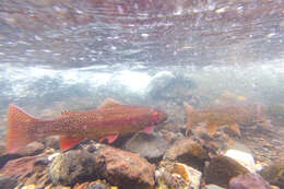 Image of Oncorhynchus clarkii bouvieri