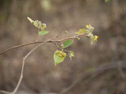 Image of Grewia tiliifolia Vahl