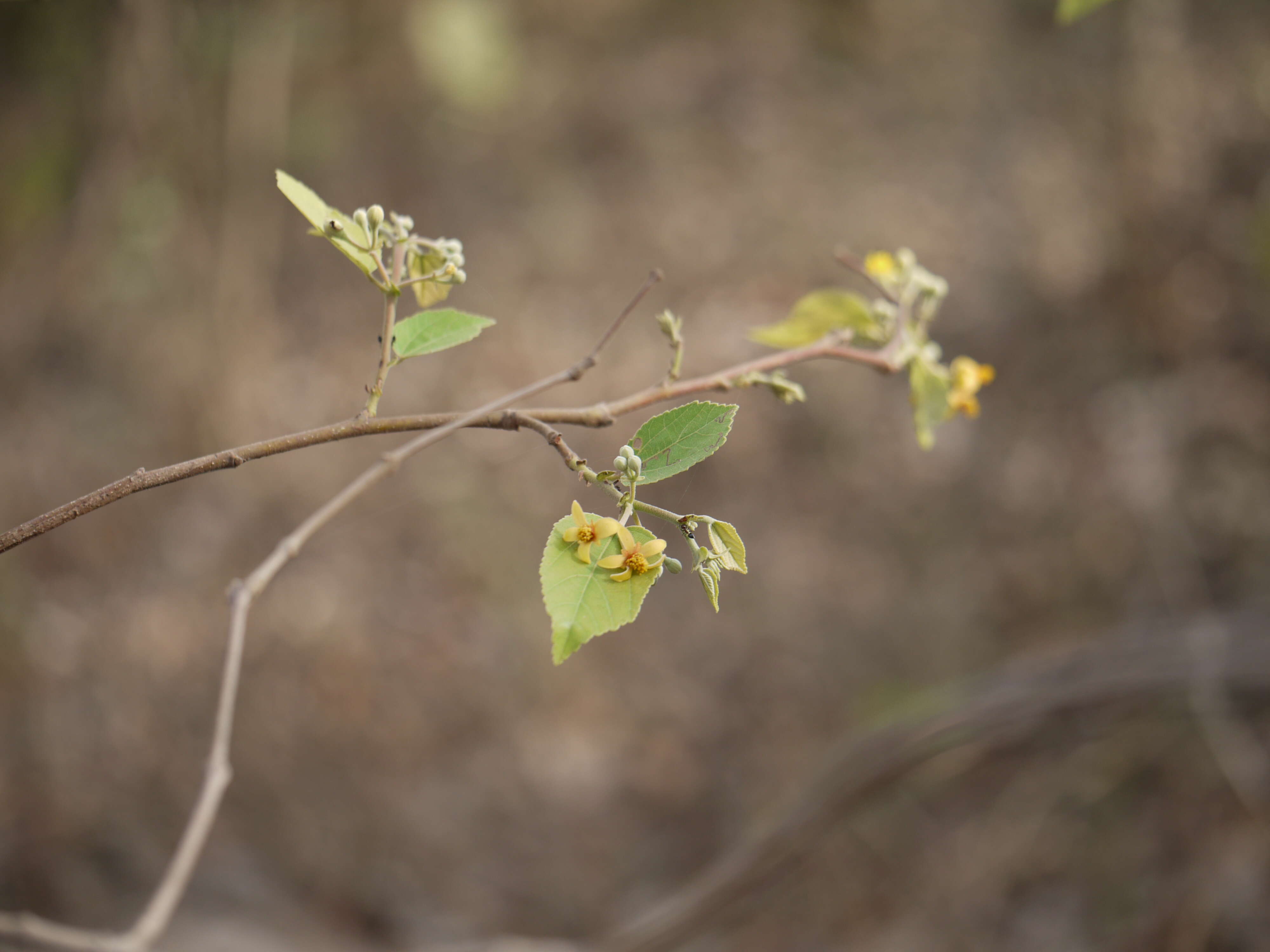 Image of Grewia tiliifolia Vahl