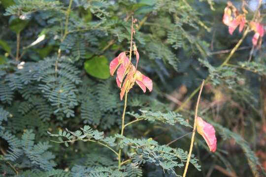 صورة Pterolobium stellatum (Forssk.) Brenan