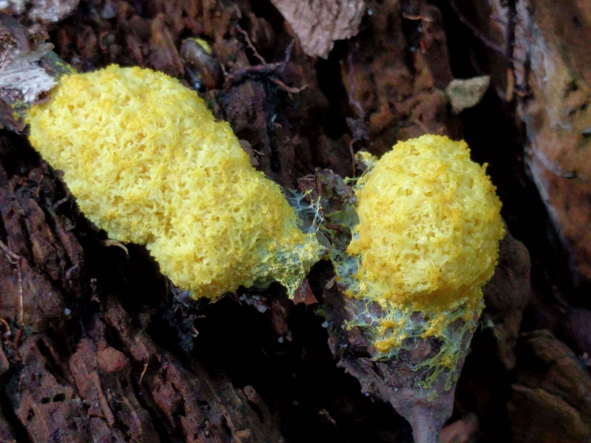 Image of Dog vomit slime mold