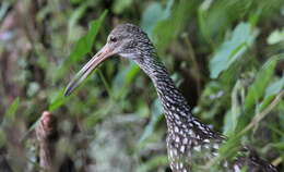 Image of limpkins