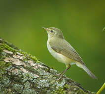 Image of Common Chiffchaff