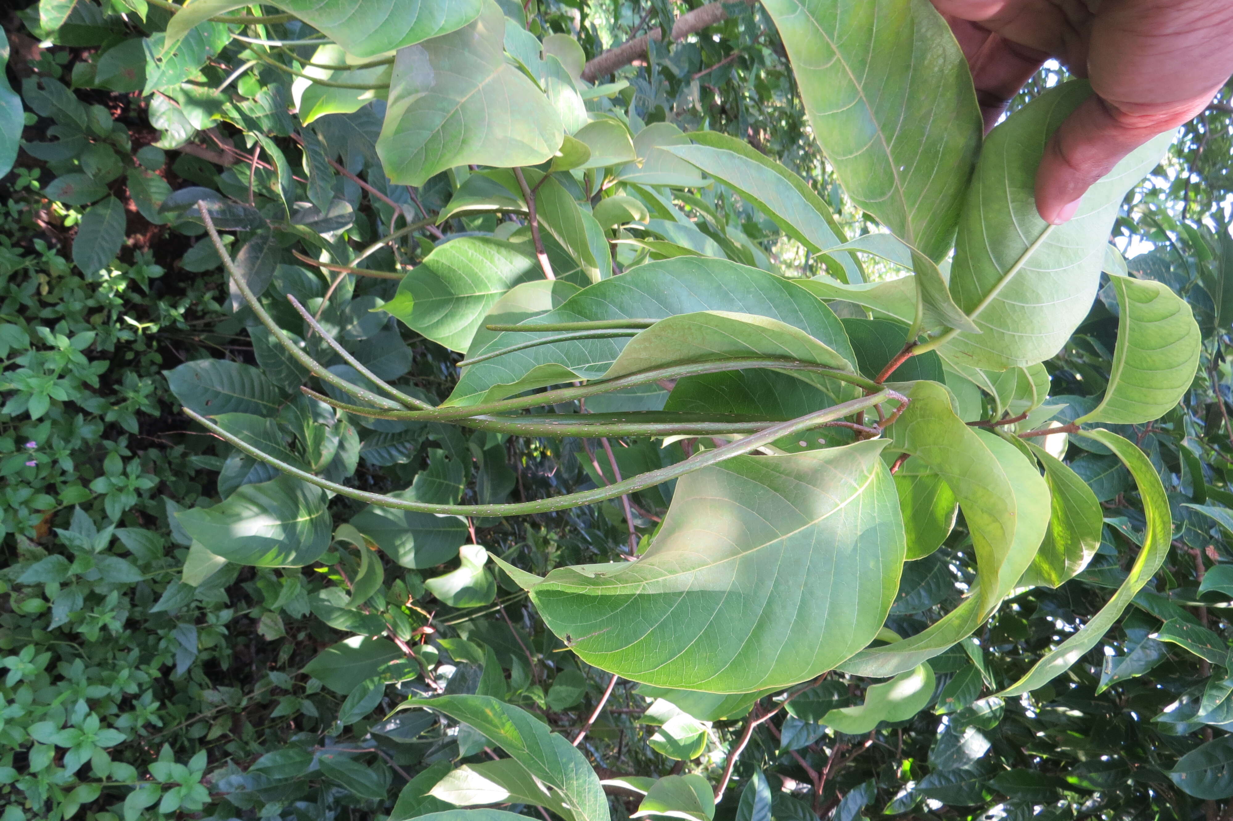 Image of Bitter Oleander