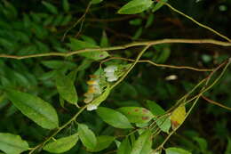 Image of Florida hobblebush