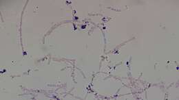 Image of Bacillus