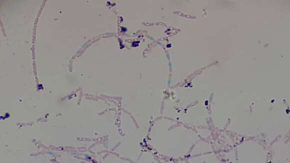 Imagem de Bacillus