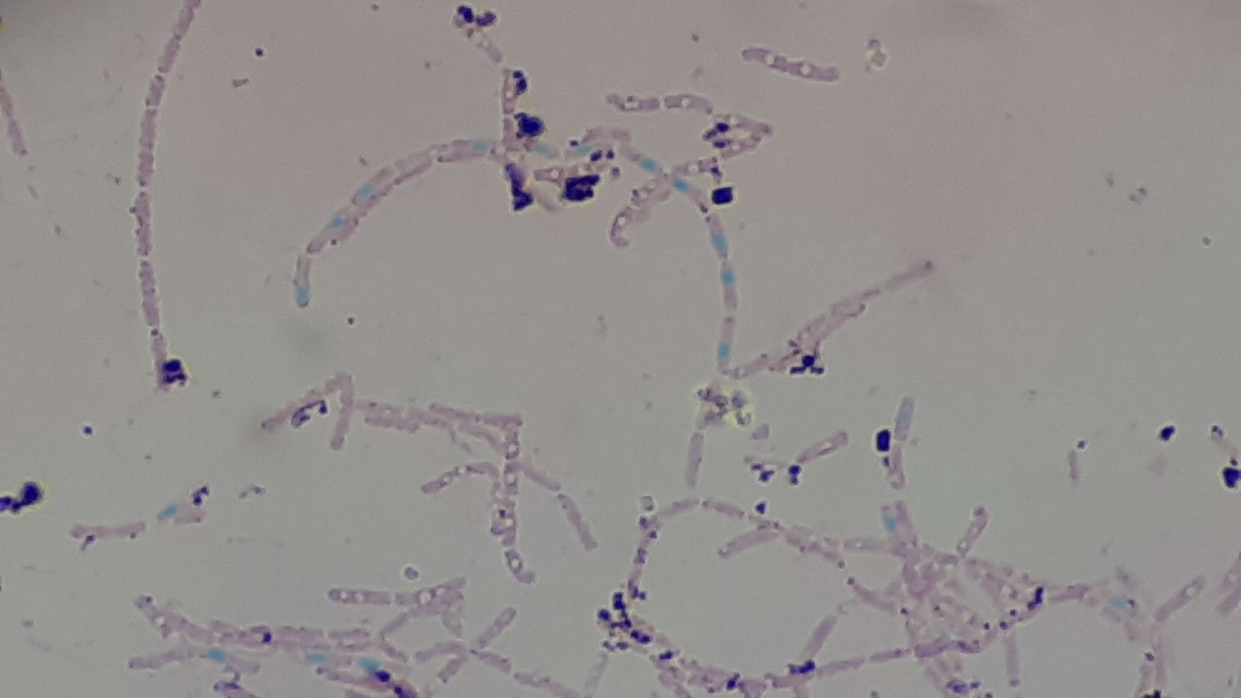 Image of Bacillus