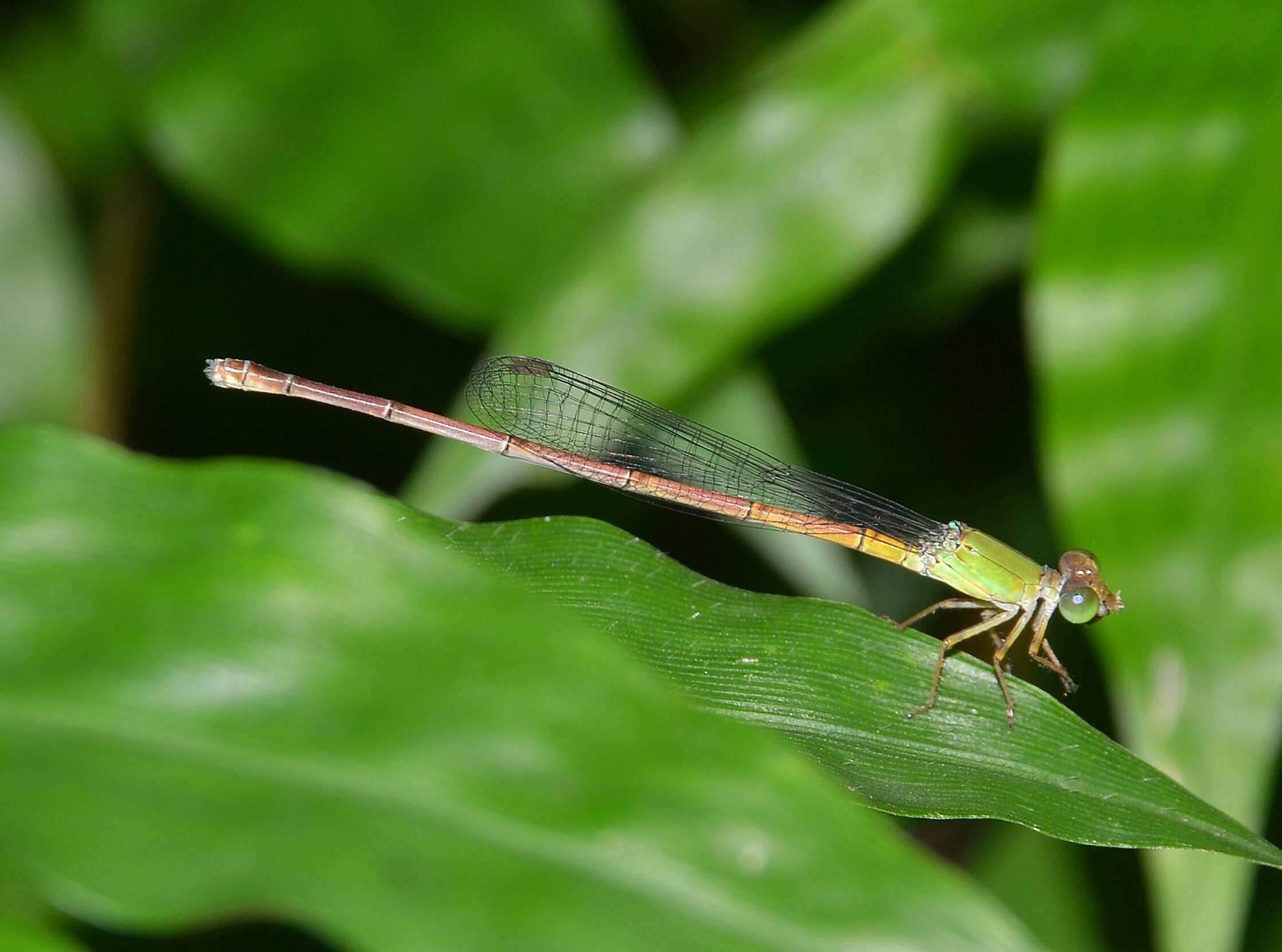 Image of Ceriagrion olivaceum Laidlaw 1914