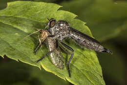 Image of robber flies