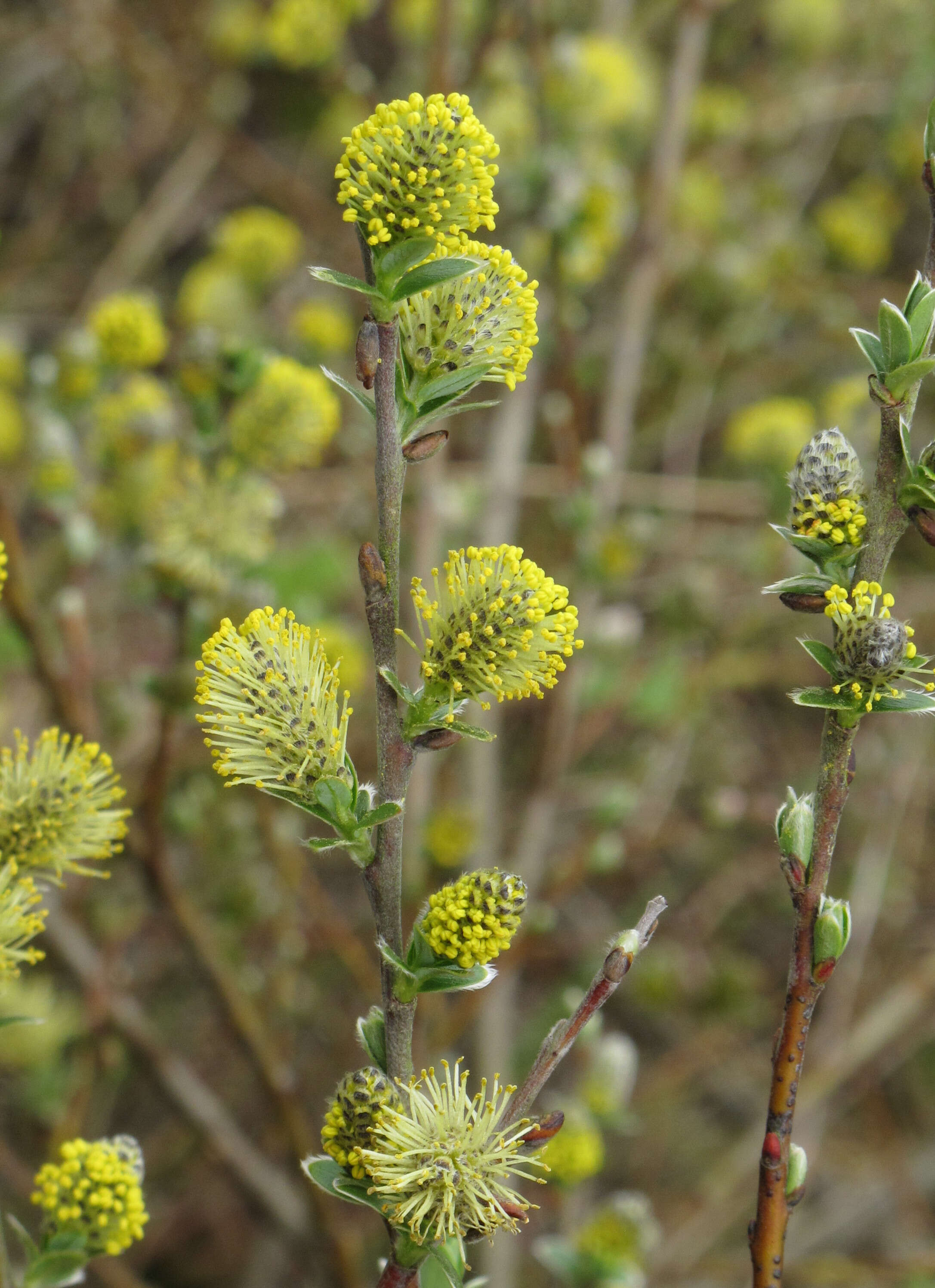 Image of creeping willow