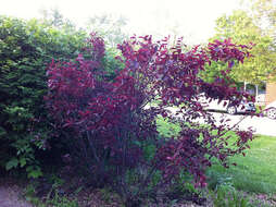 Image of Prunus × cistena